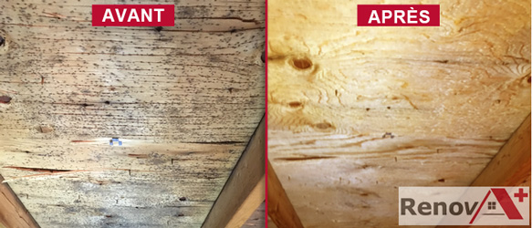 Attic Mold Removal Contractor, Montreal