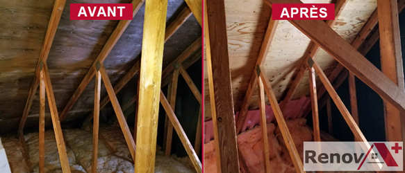 Attic Mold Removal Expert, Montreal