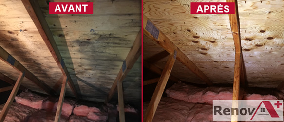 Attic Mold Removal, Montreal