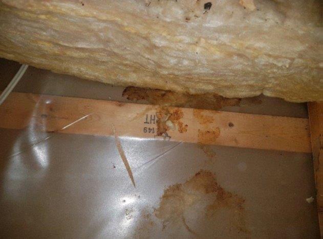 Rodents attic decontamination, Laval