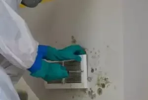 Mold Removal