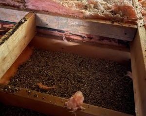 Vermiculite dans l'entretoit, Longueuil