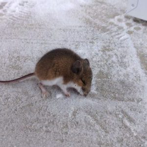 Compagnie décontamination de vermine, Laval