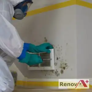 Décontamination de moisissures
